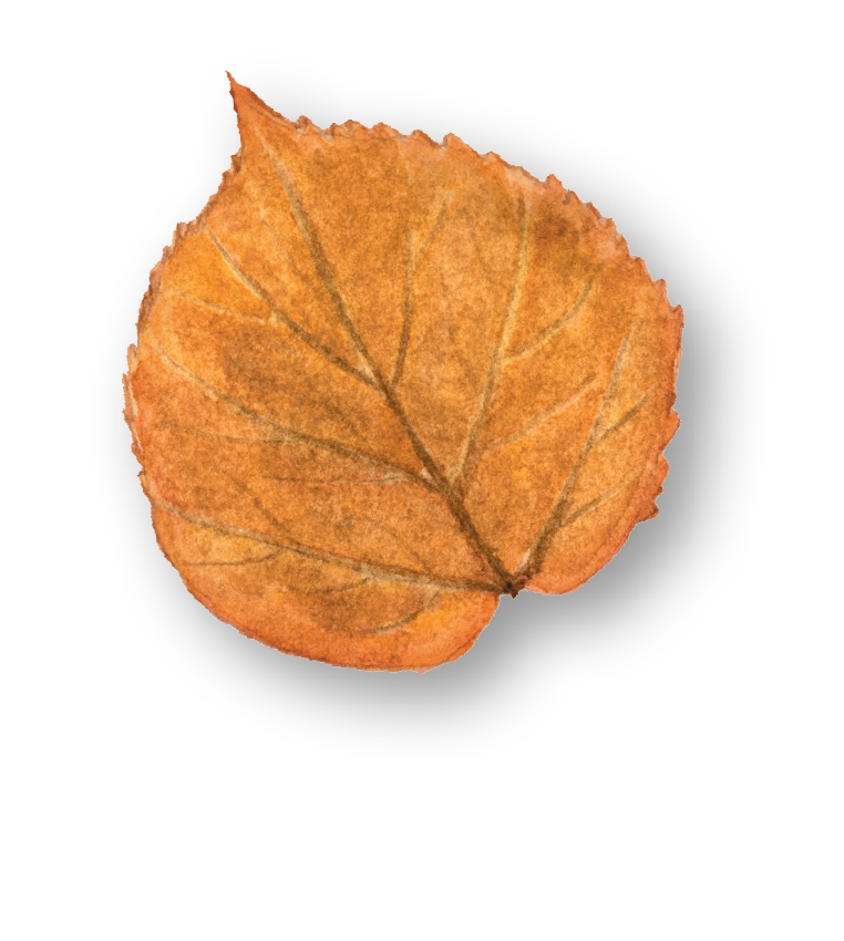 Leaf