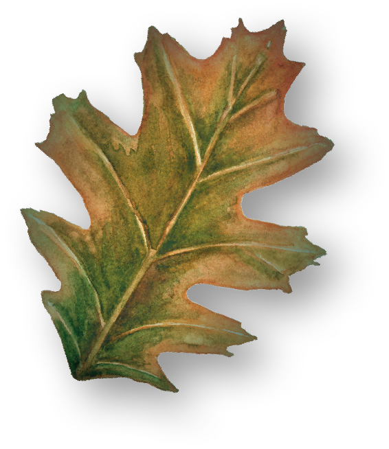 Leaf