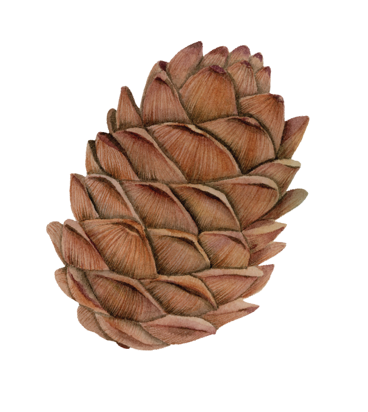 Pinecone