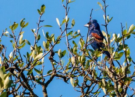 Balcones Canyonlands National Wildlife Refuge